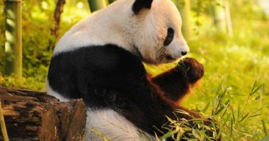 How to Find the Right People to Scale Your Travel Business to the Next Level 5 Secrets of Successful Wildlife Watching