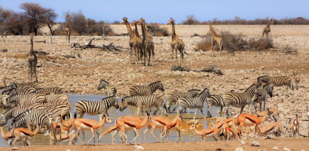 Ideal African Safari Three Weeks Itinerary Ideal African Safari Three Weeks Itinerary