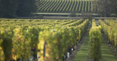 Travel Tips for Ex-Inmates – Tips for Avoiding Common Pitfalls The Ultimate Guide to the Bordeaux Wine Region: Tasting, Tours, and More