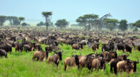 Exploring Africa Breathtaking National Parks and Reserves The Great Migration: Witnessing Nature Spectacle in Africa