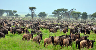 Princess Cruises Celebrates 20 Years of Shore Power in Juneau The Great Migration: Witnessing Nature Spectacle in Africa