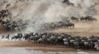 The Majestic Wildlife of Africa: A Visual Journey