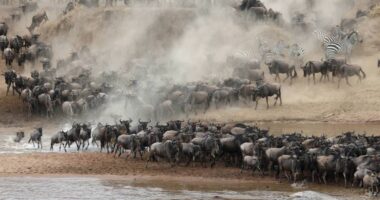 American Airlines Selling Flagship Lounge Access To Anyone The Majestic Wildlife of Africa: A Visual Journey