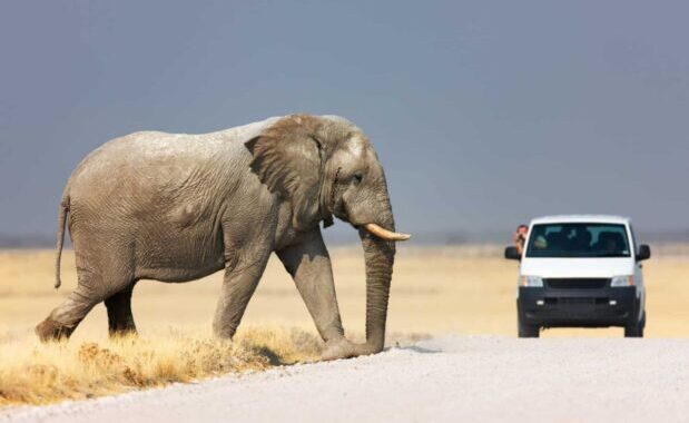 Adventures in Etosha National Park - safari