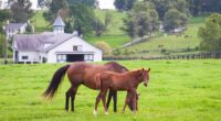 Traveling in Comfort: Why Leggings Are Perfect for Long Trips Turning Your Horse Farm into a Tourist Attraction – How Keep Horses Healthy
