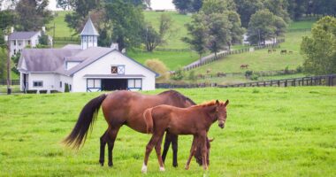 Key Traits to Seek in an Interim Financial Executive Turning Your Horse Farm into a Tourist Attraction – How Keep Horses Healthy